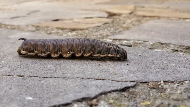 Oruga caminante de una esfinge de bindweed, Agrius convolvuli.Insecto mariposa joven — Vídeos de Stock