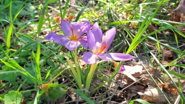 Šafrán květina rostlina na divokém lesním poli, vaření přísady koření, italský zafferano — Stock video