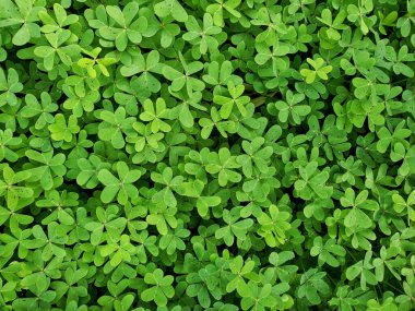 Clover shamrock field background texture, natural pattern