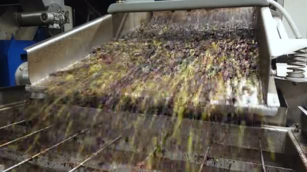 Olive defoliation wash machine, olives mill industry, italian extra virgin oil 4k — стоковое видео