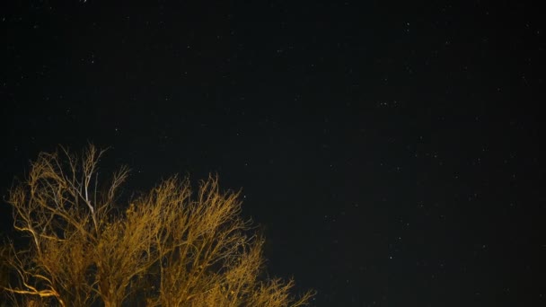 Boom silhouet boven sterrenhemel met sterren beweging, buitenuniversum veld — Stockvideo