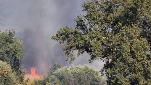 Dzikie drzewa płonące w ogniu letnim, efekt zmian klimatycznych, szkody naturalne — Wideo stockowe