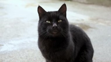 Vahşi siyah kedi ağır çekimde, yakın çekimde, sevimli ev kedisi