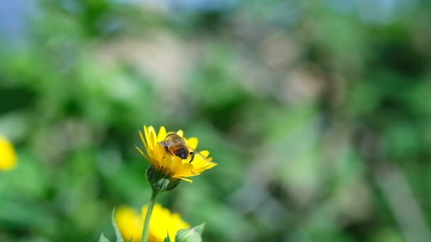 Wild honey bee close while flying and collecting pollen from spring flower heads,animal insect wildlife,slow motion — Stock Video