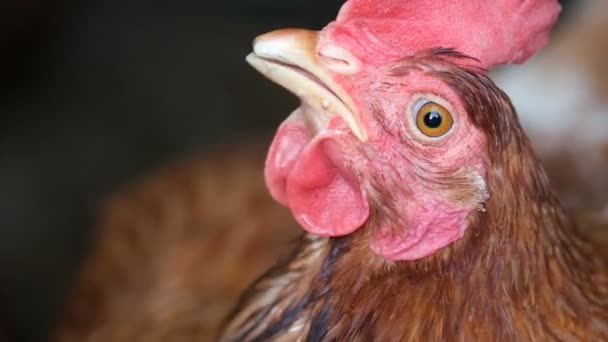 Galline da fattoria faccia ritratto e movimento delle palpebre, l'industria del pollo terreni agricoli, rallentamento — Video Stock