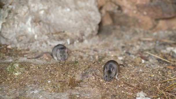 Ratones sucios comiendo cereales en el suelo de la granja cruda, roedores animales invasión — Vídeos de Stock