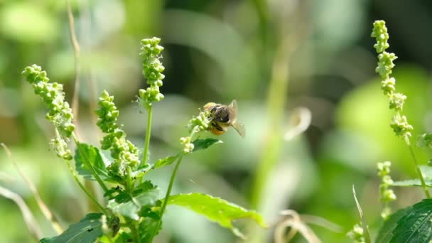 Honey bee macro view while fly and collect pollen from flower head,animal insect wildlife — Stock Video