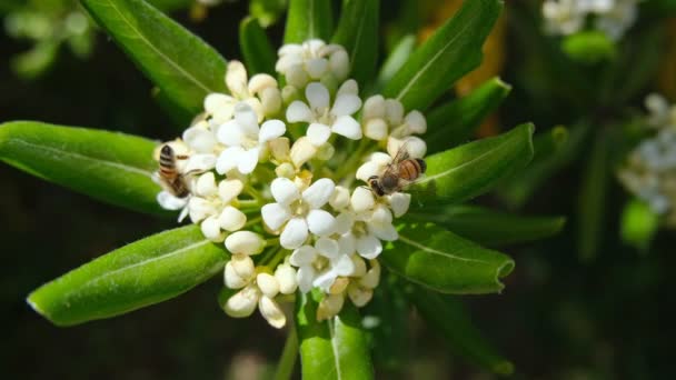 Voorjaarsbijen die stuifmeel eten vliegen op plantenbloesem bloem, bestuiving natuur — Stockvideo