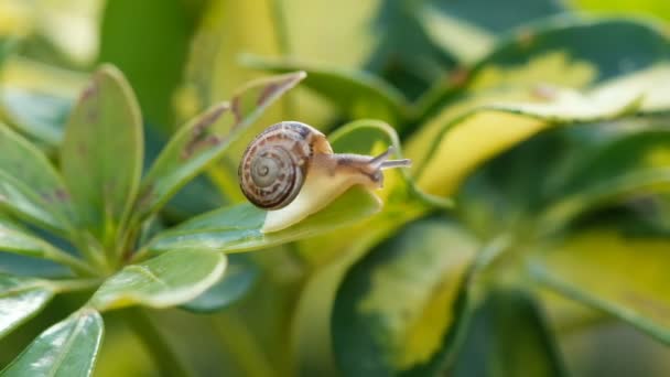 Caracol da vida selvagem rastejando na folha da planta no ecossistema natural da primavera, criatura animal macro — Vídeo de Stock