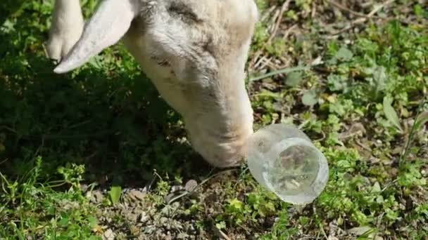 Laine pâturage de moutons sur bouteille en plastique écosystème de prairies contaminées, concept de pollution de la nature — Video