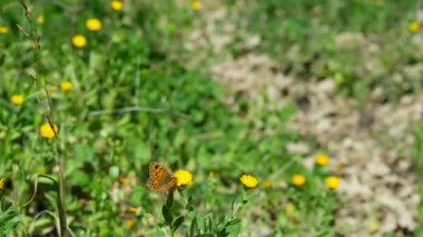 Yaban turuncu renkli kelebek bahar çiçeği çayırında uçuyor, kanat hareketleri zaman aşımına uğruyor, doğa böcekleri vahşi yaşam