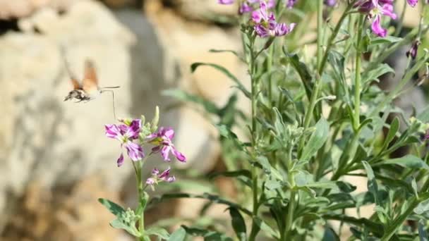 꿀 나비갈 리오스 스핑크스가 봄꽃에서 꽃가루 화밀을 모으는 동안, 동물 곤충의 수분, 느린 움직임 — 비디오