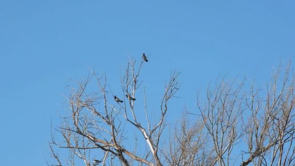 Straky ptáci stádo žijící na suché větve zimních stromů, volně žijící zvířata — Stock video