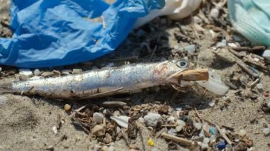 Dead anchovy fish with used cigarette butt in the mouth on contaminated sea coast,environmental waste pollution