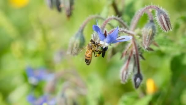 Honey bee while collecting pollen from borage flower,animal insect pollination — Stock Video