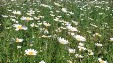 Moody Orange Spring Papatya çiçekleri kırsal alan, doğa rüzgar hareket bitkileri