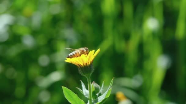 Honey bee view while collecting pollen from flower,animal insect pollination — Stock Video