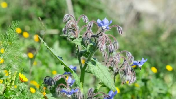 İlkbahar çiçekleri tıbbî görevlilerin borulama tesisi kapanıyor. Borago Officinalis — Stok video