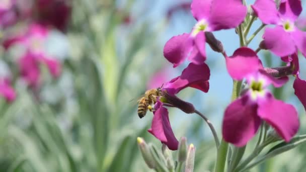 Honey bee while collecting pollen from spring violet flower head,animal insect pollination — Stock Video