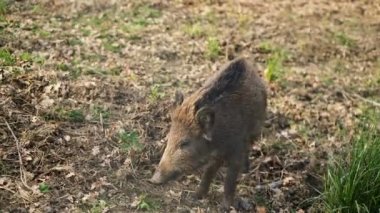 Orman ekosisteminde yaşayan yaban domuzu, vahşi yaşam hayvan ortamı, av hayvanları