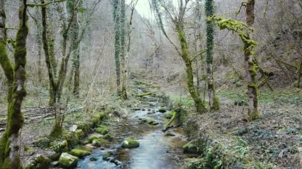Vilda naturliga berg flod som flyter på skogsekosystem, schweiziska alp miljö landskap — Stockvideo