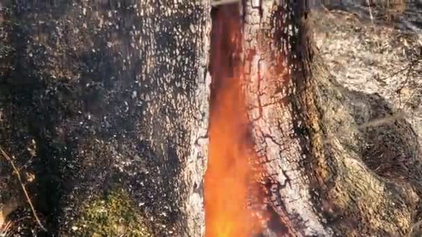 Brennender Stamm eines Olivenbaums während eines Waldbrands im Frühling Flamme, Beschädigung der Infrastruktur, Zerstörung der Infrastruktur — Stockvideo