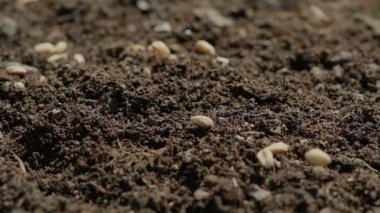 Buğday tohumları filizlenirken çiftçiler tarımda filizleniyor.