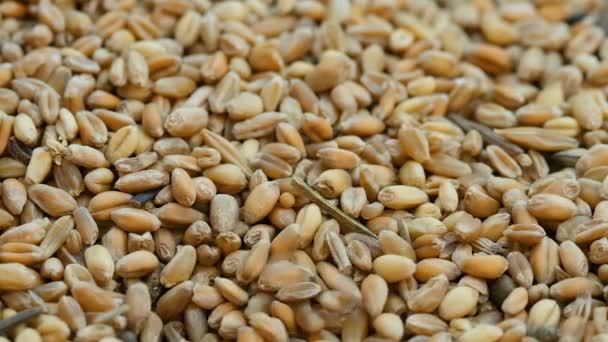 Grãos de sementes de trigo em queda, ingredientes alimentares crus, produto agrícola, câmera lenta — Vídeo de Stock