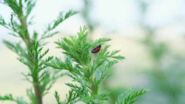 Red spring ladybug insect living on wild meadow ecosystem,animal wildlife nature — Stock Video