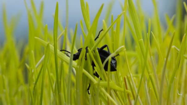 Scarafaggio nero che vive su erba verde ecosistema prato, animali insetti selvatici — Video Stock