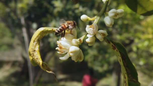 Lente bij eten stuifmeel vliegen op oranje bloesem bloem, bestuiving, slow motion — Stockvideo