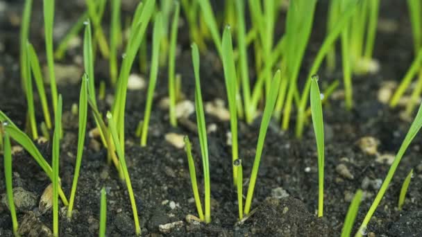 Germinating Seed buds Growing in Agricultural field ground Timelapse,wheat plant — Vídeo de Stock