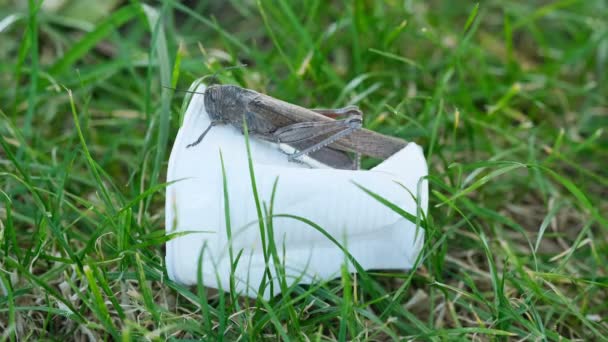 Wilde sprinkhanen die leven op afgedankt plastic glasafval, vervuiling van dierenhabitats — Stockvideo
