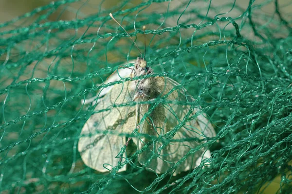 Weißes Schmetterlingsinsekt stirbt Gefangen in einem Plastiknetz, Abfallverschmutzung. Verseuchter Lebensraum für Tiere — Stockfoto