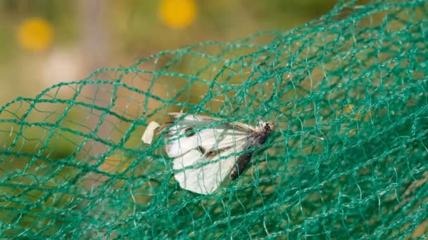 Beyaz kelebek ölüyor. Plastik bir ağda kapana kısılmış, kirlenmiş bir hayvan yuvasında. — Stok video