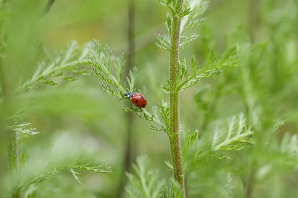 Insecto mariquita de primavera roja que vive en el ecosistema del prado silvestre, naturaleza de vida silvestre animal — Foto de Stock