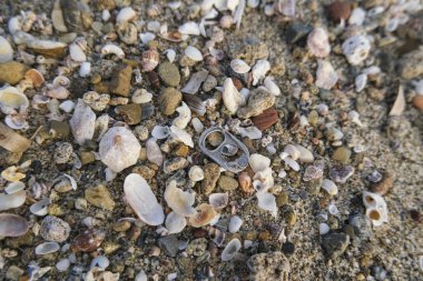 Alüminyum kirlenmiş okyanus kıyısı ekosisteminde kirlilik yaratabilir, çevresel atık