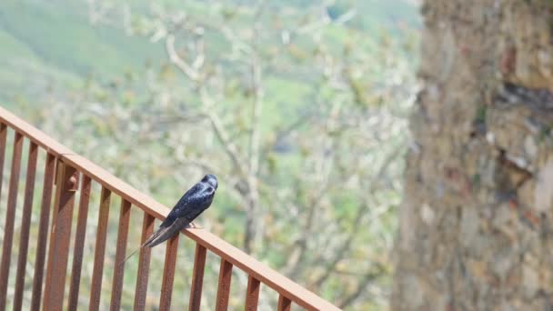 Vadon élő tavaszi fecske madár énekel a régi vidék vidéki élőhely, állat vadon élő állatok, prores — Stock videók