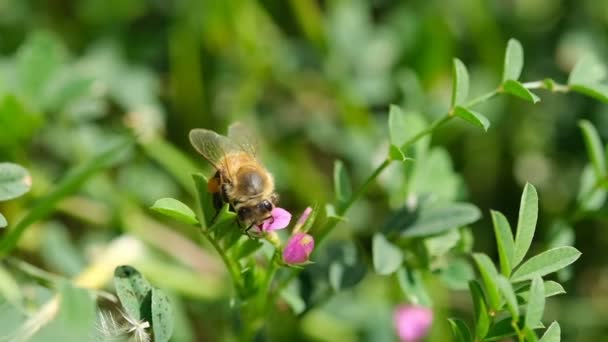 Вид на пчелу во время сбора пыльцы с весеннего цветочного луга, опыление насекомых — стоковое видео