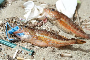 Sıradan levrek balığı ölüsü plastik plastik eldiven çöpü yiyor kirlenmiş deniz ortamında. Doğa kirliliği