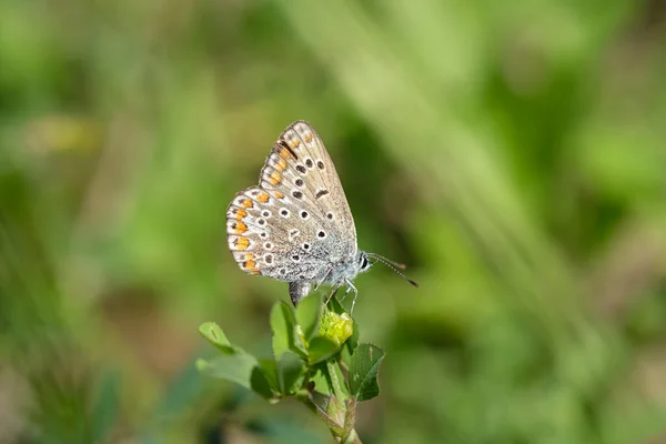Mariposa silvestre que vive en la primavera flores prado, naturaleza insectos animales vida silvestre — Foto de Stock