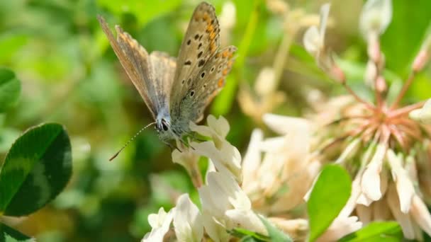 Dziki motyl latający nad łąką wiosenne kwiaty, natura owady zwierzęta dzika przyroda — Wideo stockowe