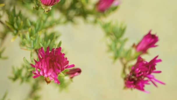 Vue rapprochée de l'ouverture fleurs violettes printemps timelapse, la vitesse de la nature, la science — Video