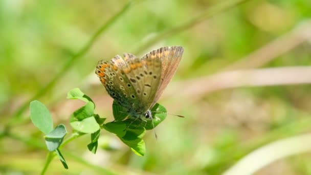 İzole edilmiş yaban kelebeği bahar çiçeklerinin üzerinde uçuyor çayırlarda, doğa böcek hayvanları vahşi yaşam — Stok video