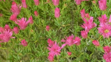 Açan menekşe çiçeklerine, zaman ayarına, doğa hızına, bilime yakından bakın.