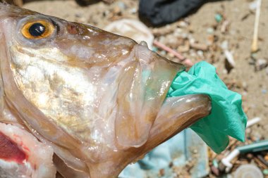 Okyanus Balığı kirlenmiş deniz ortamında plastik tek kullanımlık eldiven yerken öldü.