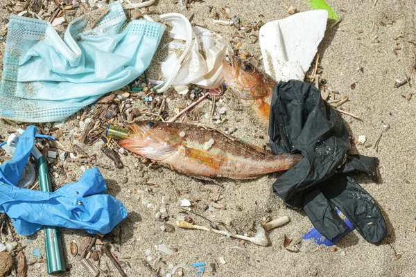 Okyanus Balığı öldü. Plastik atıklarda alkali pil yiyor. Kirletilmiş deniz habitatı, atık.