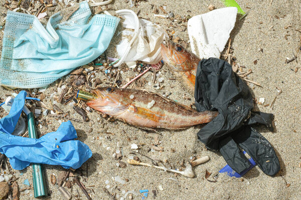 Мёртвые рыбы океана питаются щелочной батареей на пластиковом мусоре загрязненной морской среды обитания, отходов