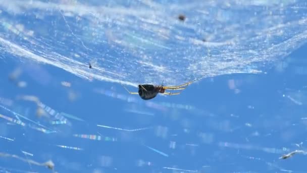 Widok makro owada pająka podczas polowania na jego sieci w dzikim ekosystemie, dzikiej przyrody zwierząt — Wideo stockowe