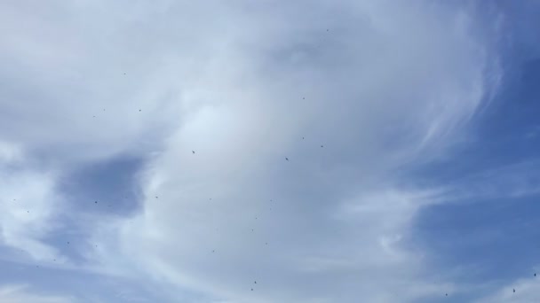 Swallows Birds flock formation flying for seasonal migration,wildlife nature — Stock Video